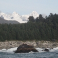 Sea lions entering Lituya Bay in current